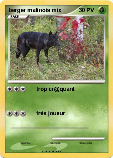 Pokemon berger malinois mix