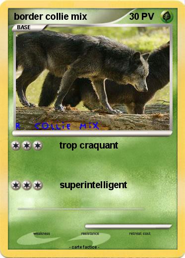 Pokemon border collie mix
