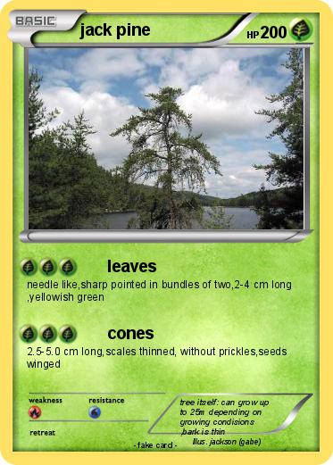 Pokemon jack pine