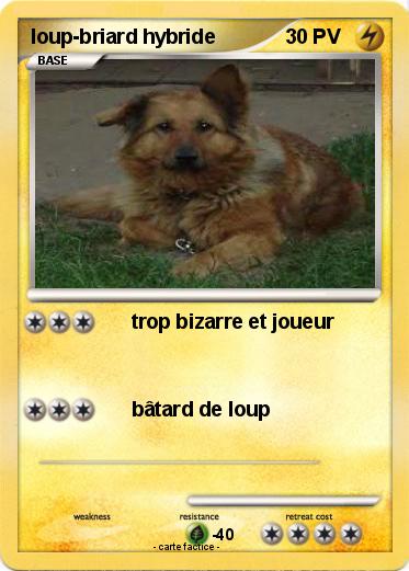 Pokemon loup-briard hybride
