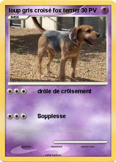 Pokemon loup gris croisé fox terrier