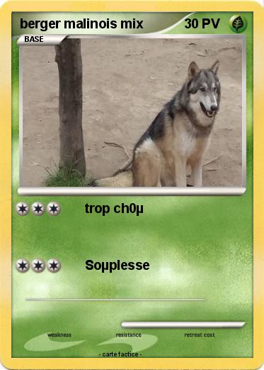 Pokemon berger malinois mix