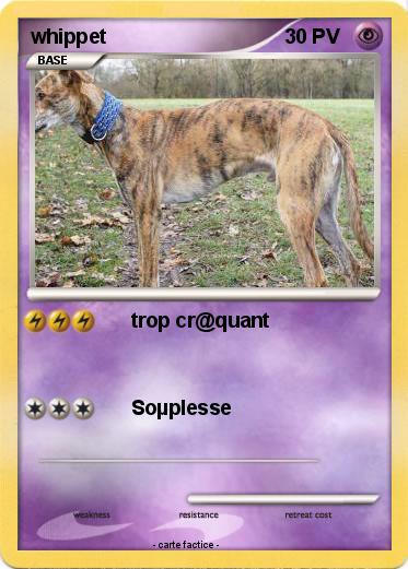 Pokemon whippet