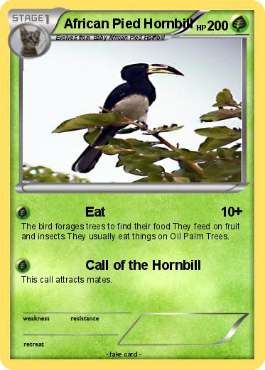 Pokemon African Pied Hornbill
