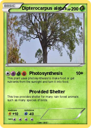Pokemon Dipterocarpus alatus