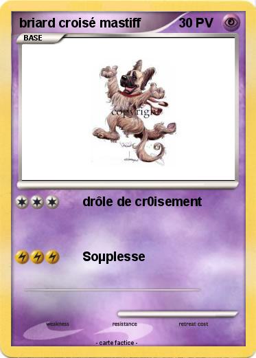 Pokemon briard croisé mastiff