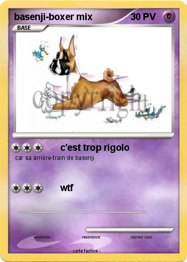 Pokemon basenji-boxer mix