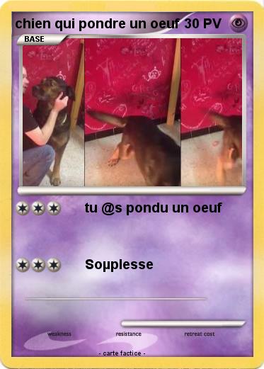 Pokemon chien qui pondre un oeuf