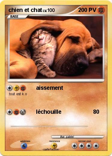 Pokemon chien et chat