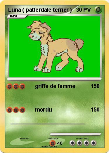 Pokemon Luna ( patterdale terrier )
