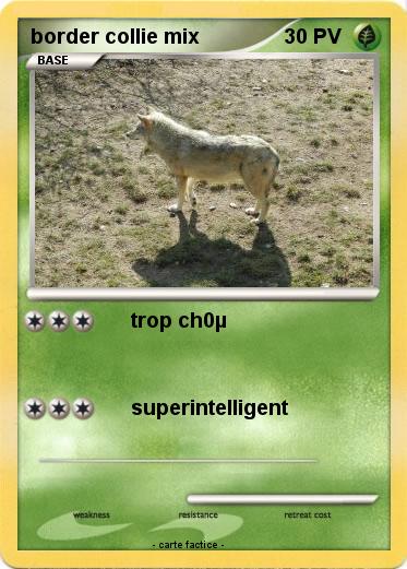 Pokemon border collie mix