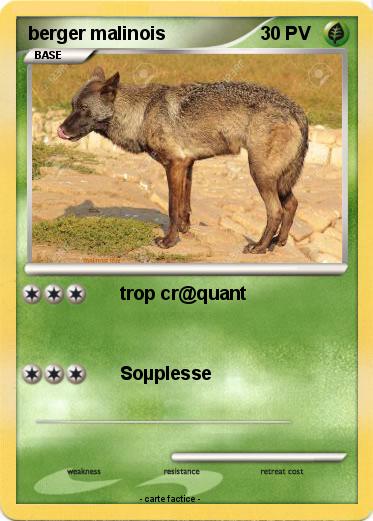Pokemon berger malinois