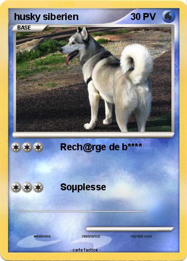 Pokemon husky siberien