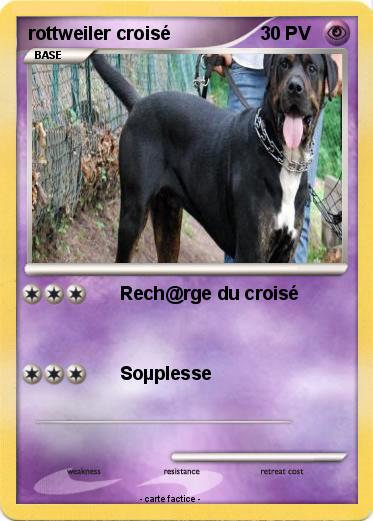 Pokemon rottweiler croisé