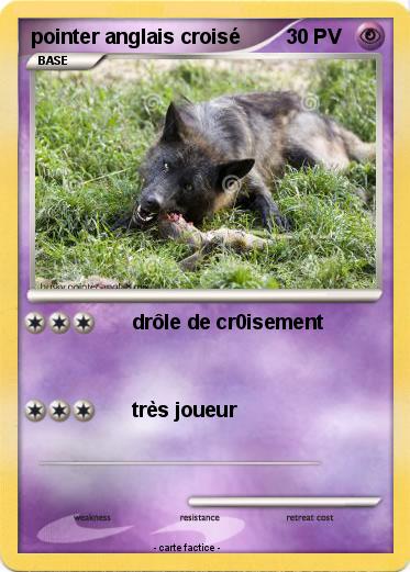 Pokemon pointer anglais croisé