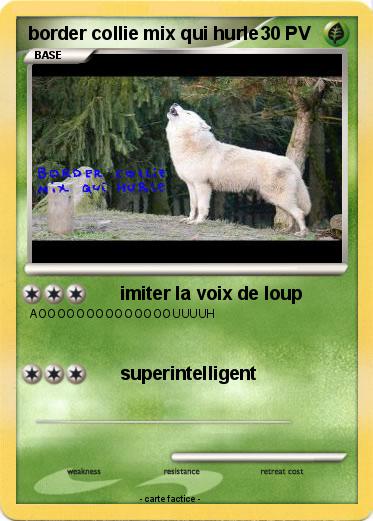 Pokemon border collie mix qui hurle