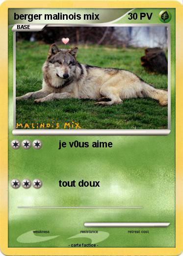 Pokemon berger malinois mix