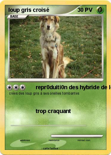 Pokemon loup gris croisé