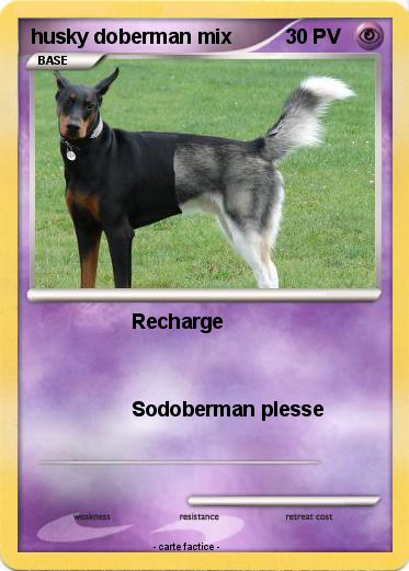Pokemon husky doberman mix
