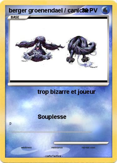 Pokemon berger groenendael / caniche