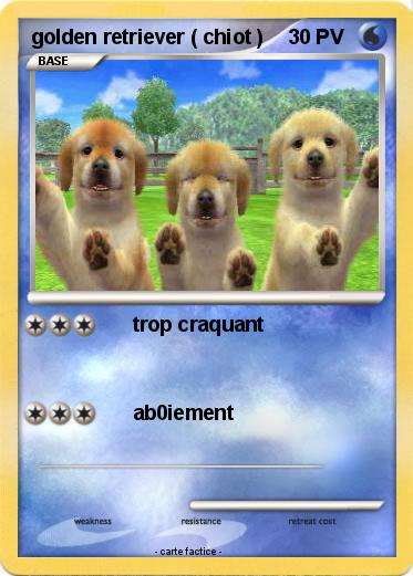 Pokemon golden retriever ( chiot )