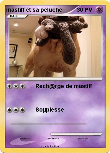 Pokemon mastiff et sa peluche