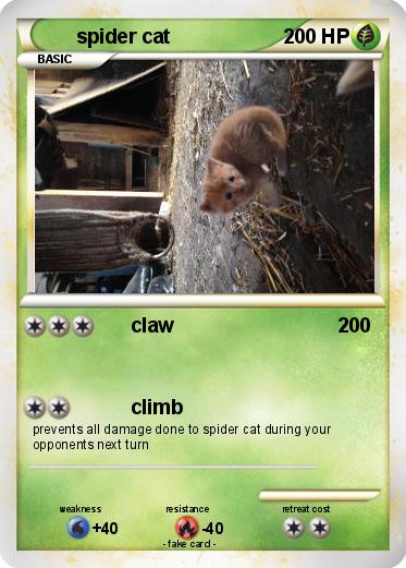 Pokemon spider cat