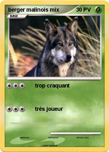 Pokemon berger malinois mix