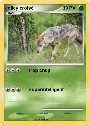 Pokemon colley croisé