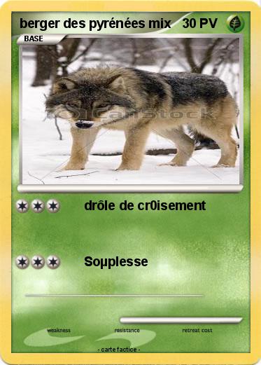 Pokemon berger des pyrénées mix
