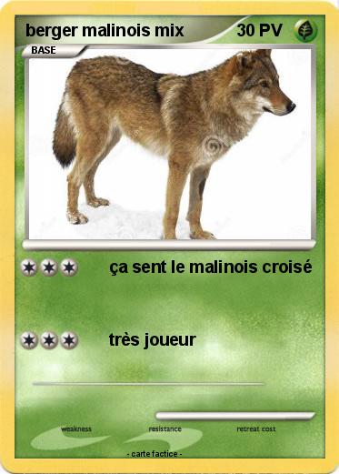 Pokemon berger malinois mix