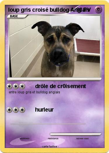Pokemon loup gris croisé bulldog Anglais