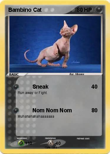 Pokemon Bambino Cat