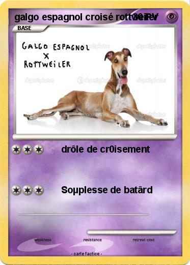 Pokemon galgo espagnol croisé rottweiler