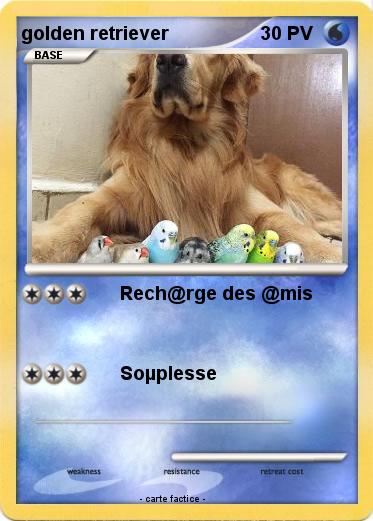 Pokemon golden retriever
