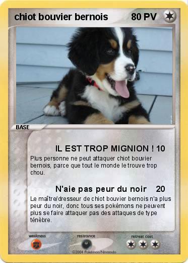 Pokemon chiot bouvier bernois