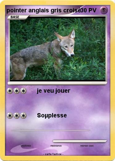 Pokemon pointer anglais gris croisé