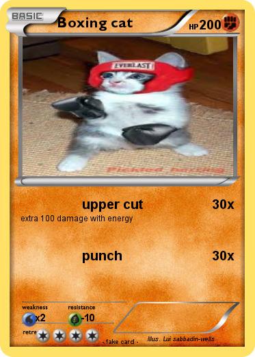 Pokemon Boxing cat