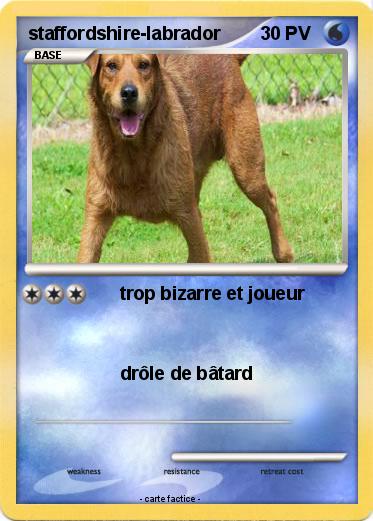 Pokemon staffordshire-labrador