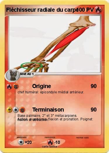 Pokemon Fléchisseur radiale du carpe