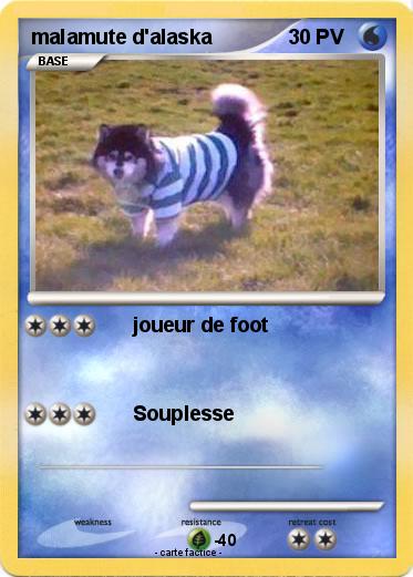 Pokemon malamute d'alaska