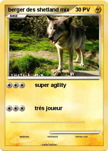 Pokemon berger des shetland mix
