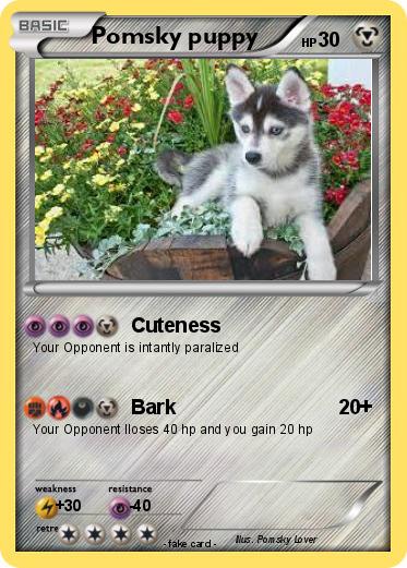 Pokemon Pomsky puppy