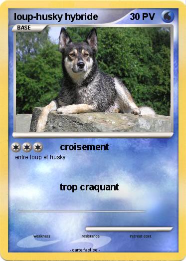 Pokemon loup-husky hybride
