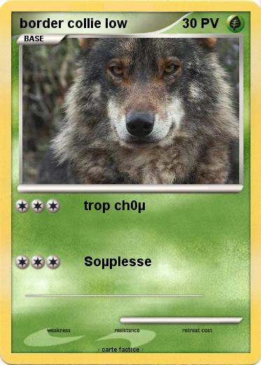 Pokemon border collie low