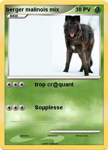 Pokemon berger malinois mix