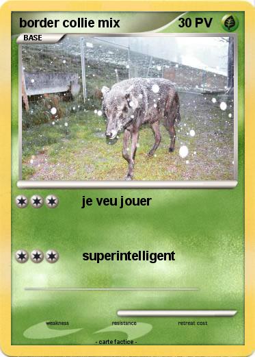 Pokemon border collie mix