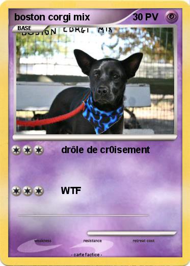 Pokemon boston corgi mix