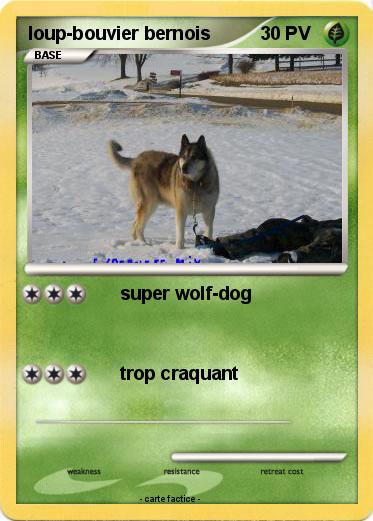 Pokemon loup-bouvier bernois