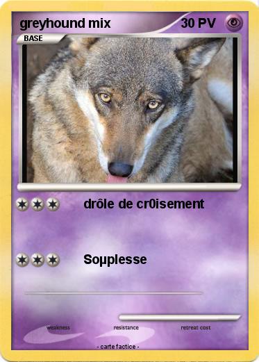 Pokemon greyhound mix